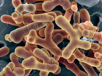 Fibriotics™ Postbiotics