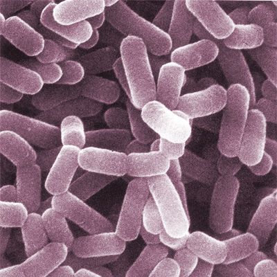 Probiotic Strains (3 Billion CFU)